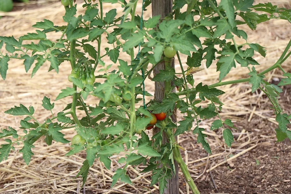 Staked tomato plant with green and ripening tomatoes growing in mulched garden soil
