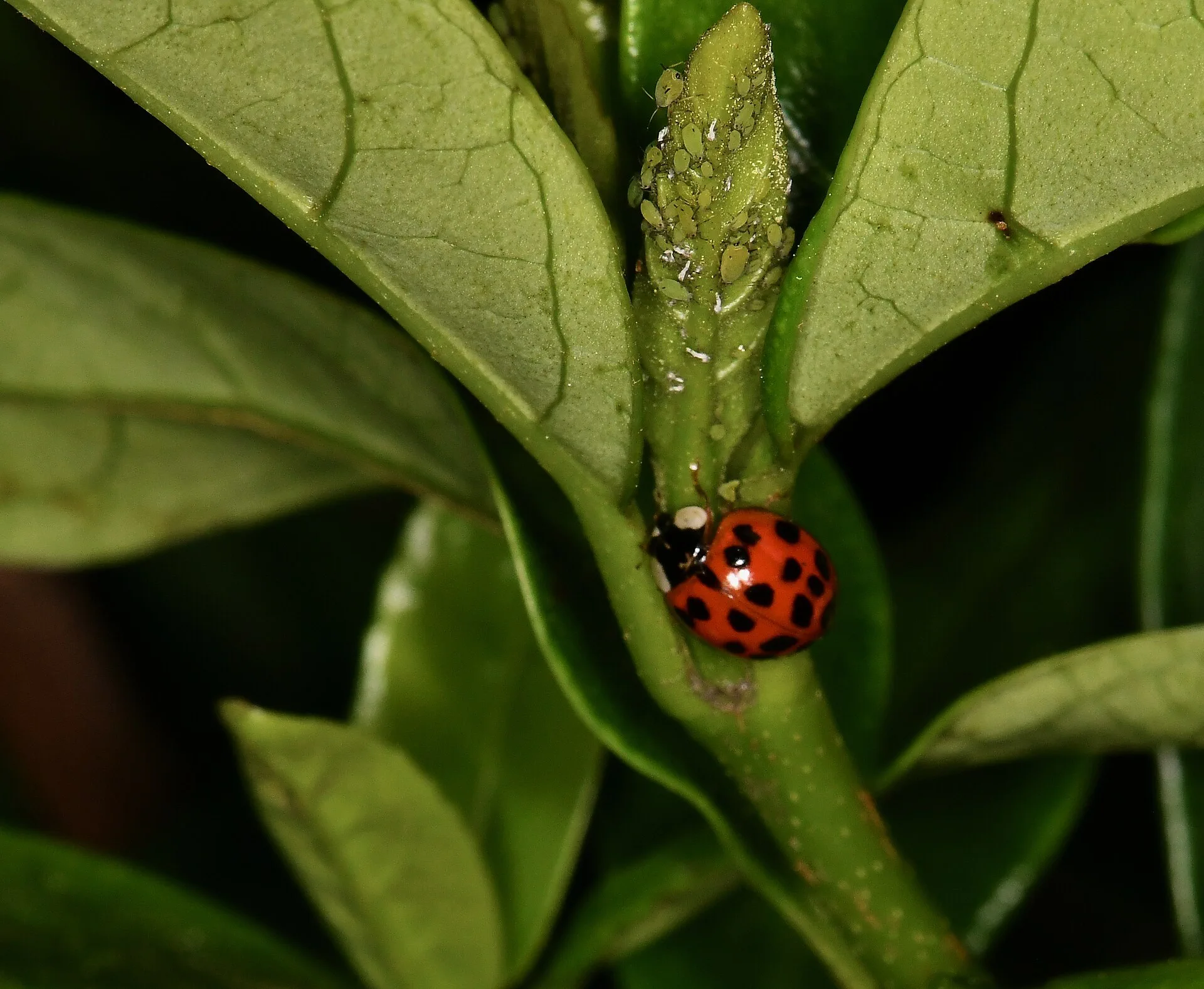Ladybug hunting aphids on a garden plant stem