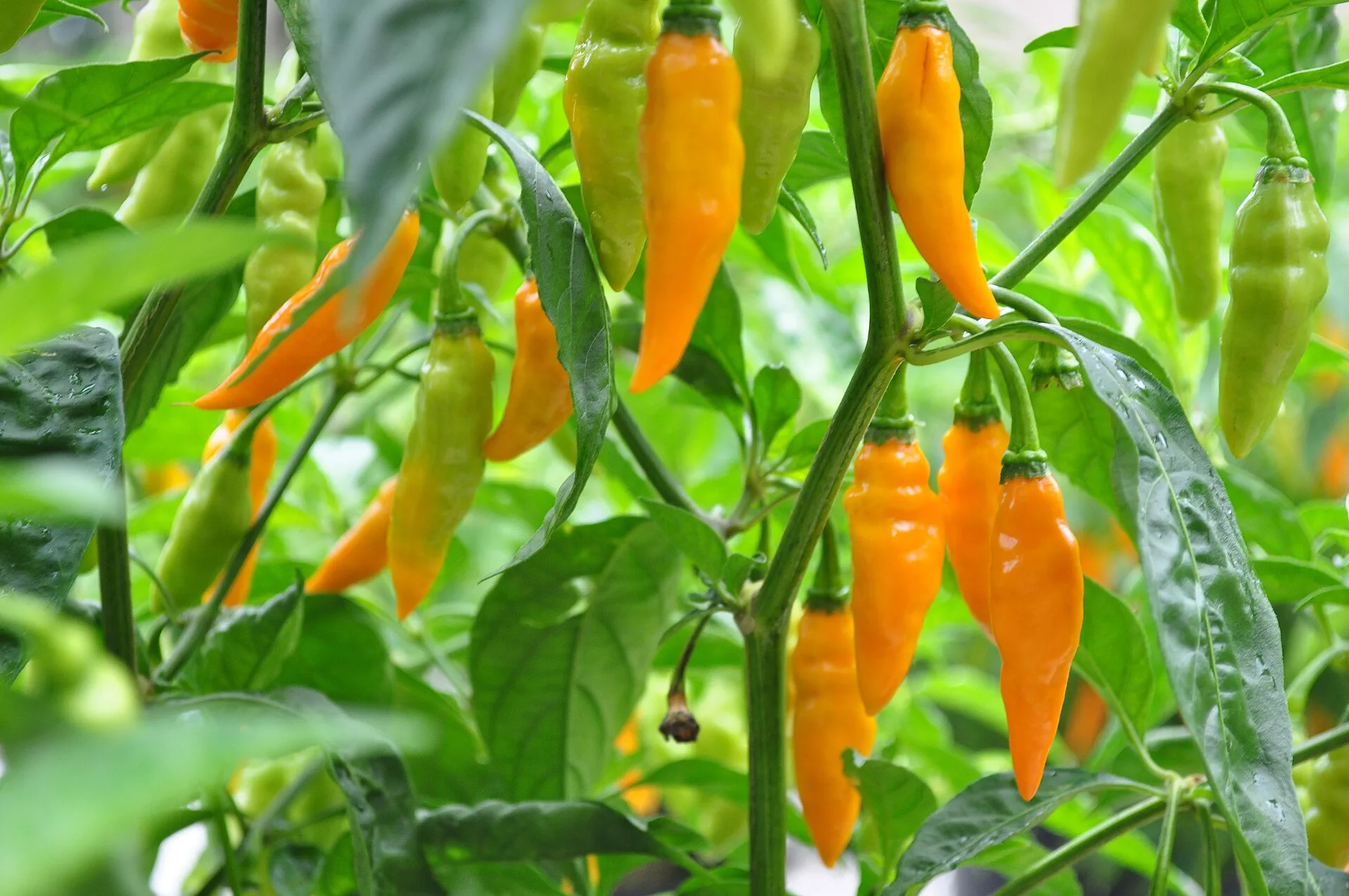 Heirloom vs Hybrid Tomatoes: Which to Choose
