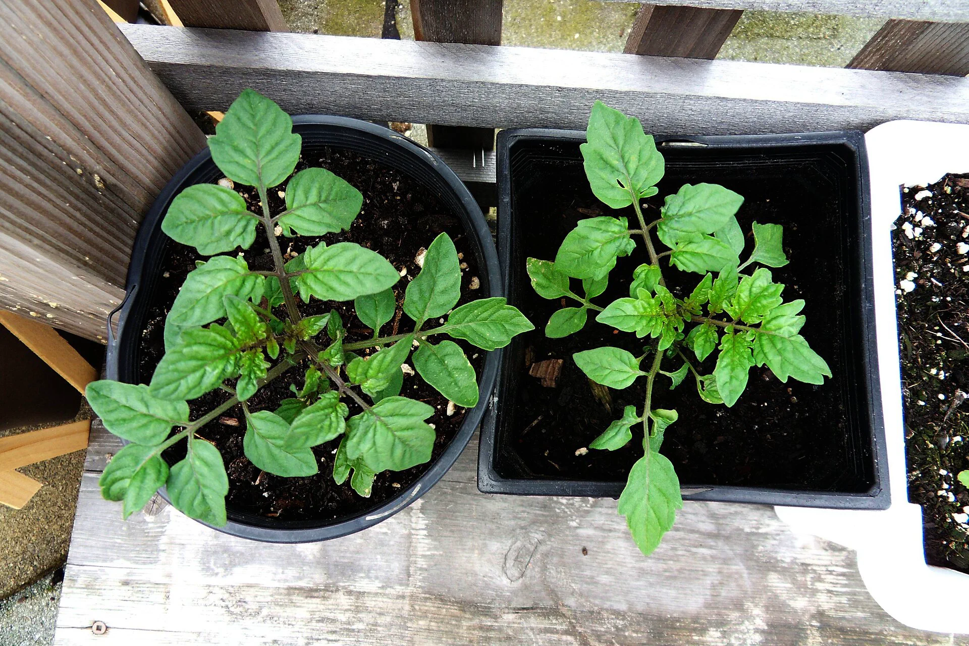 How to Grow Vegetables in Pots